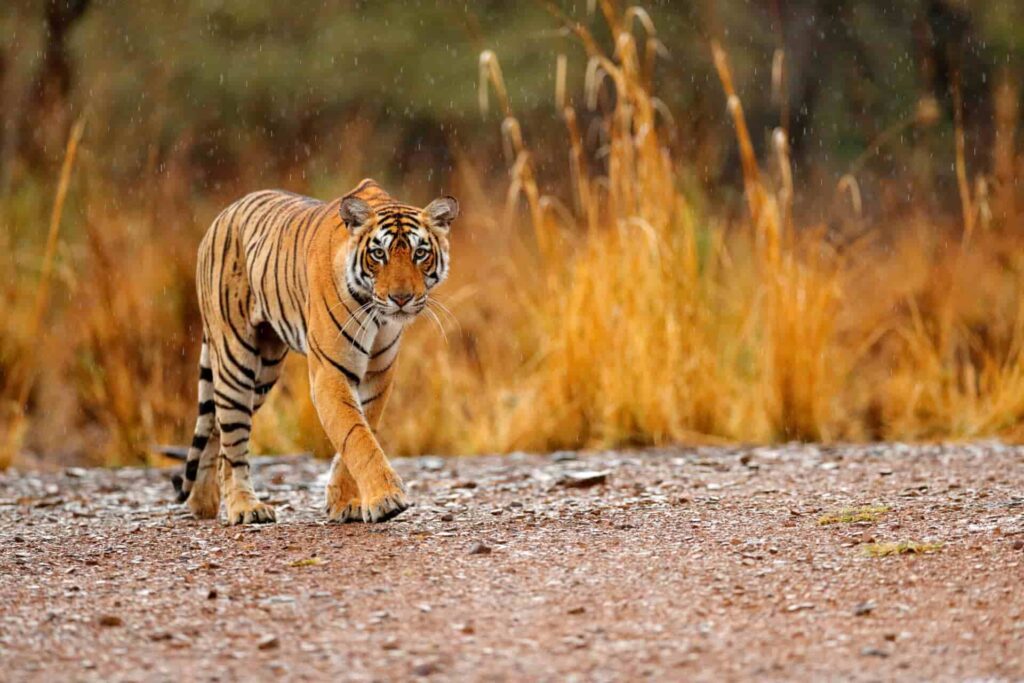 2,967 tigers in India
