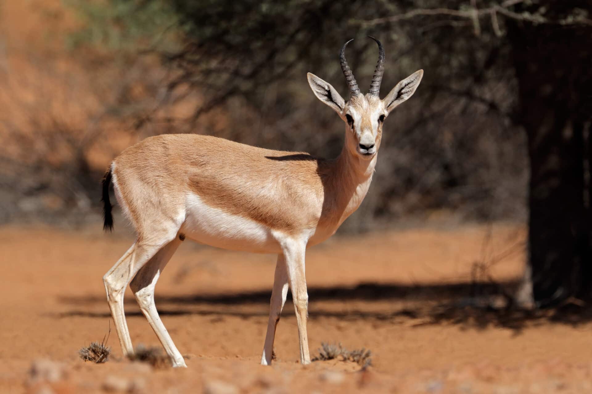 Nearly 50 Per Cent Of UAE Mammals Under Threat - The Ethicalist Nearly 50 Per Cent Of UAE Mammals Under Threat - The Ethicalist