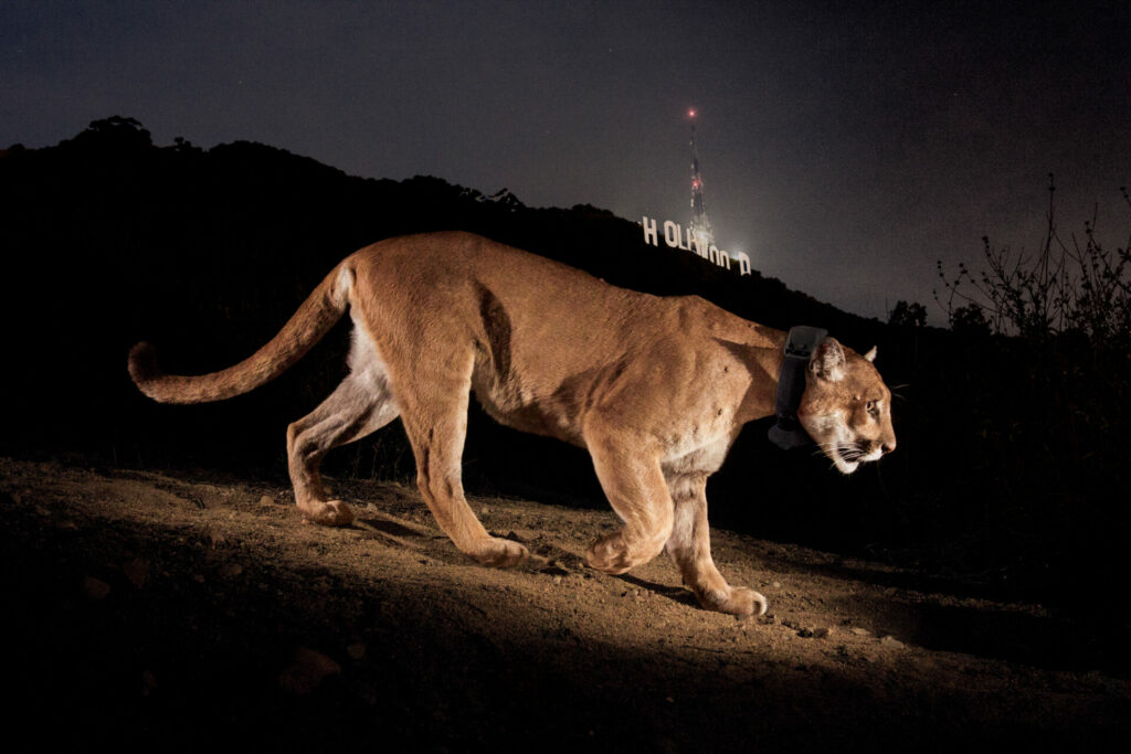 p-22 the mountain lion caught on camera in California