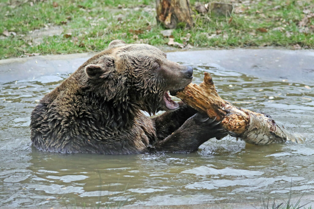 rescued bears