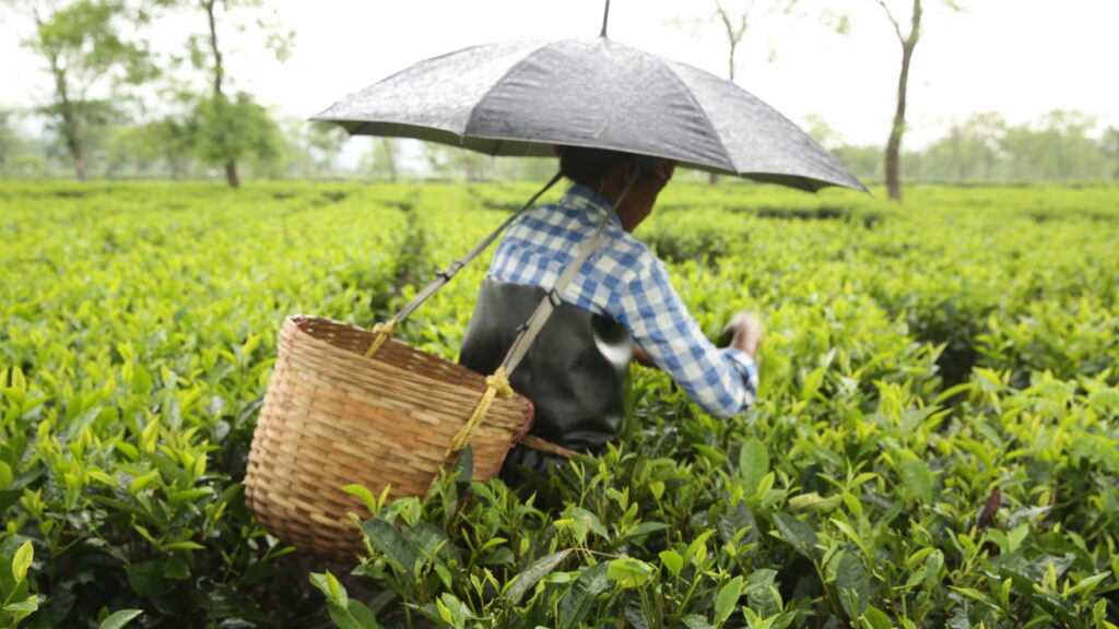 Tea worker inAssam, India