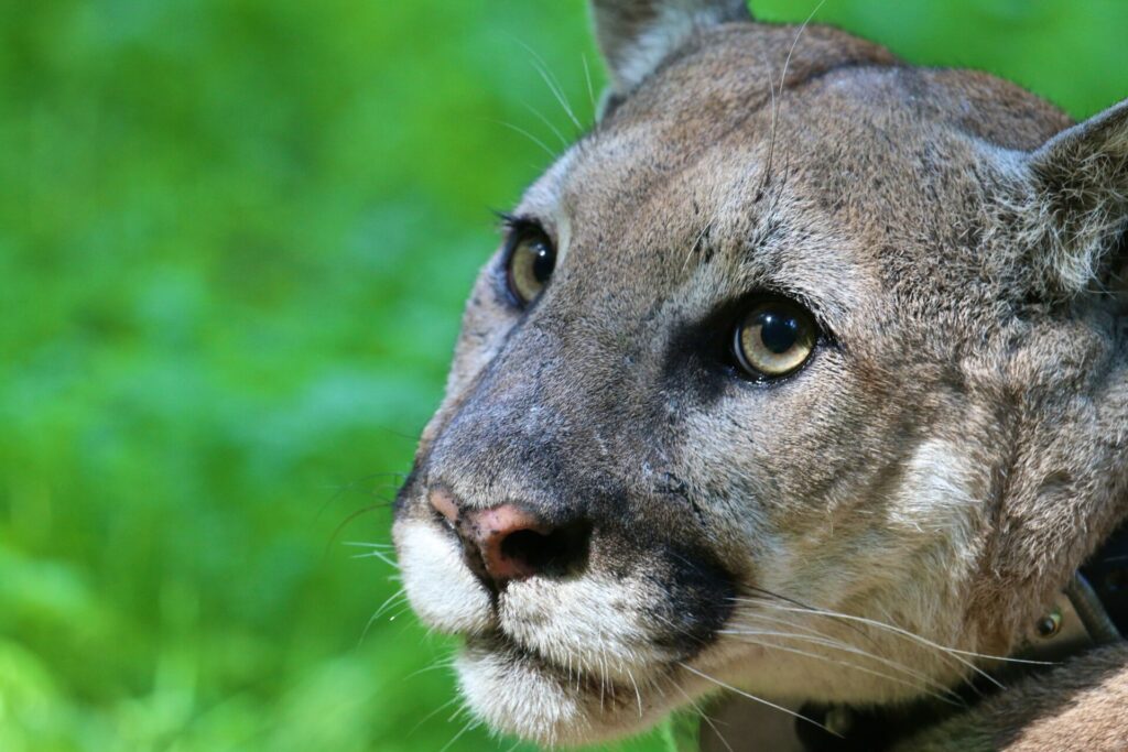 santa monica mountain lion