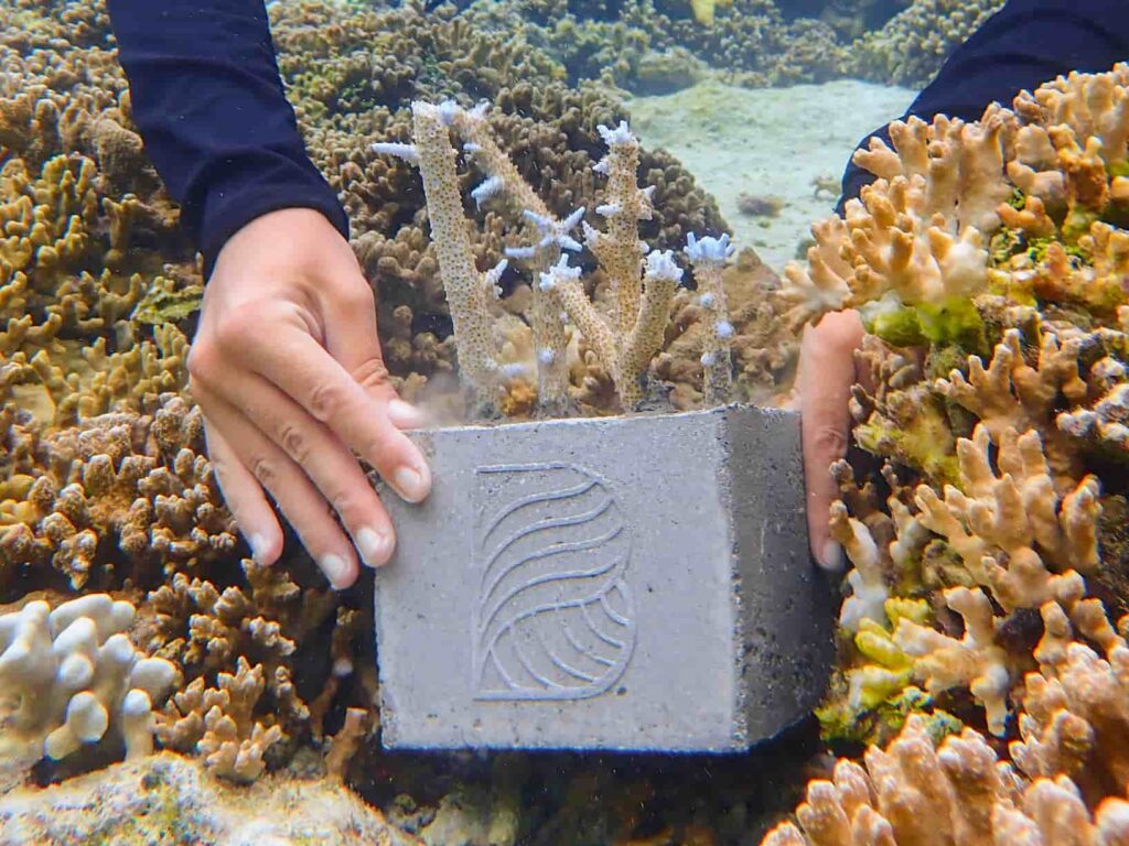 Coral cubes are part of a sustainable travel programme to regenerate the reef around Baros Maldives 