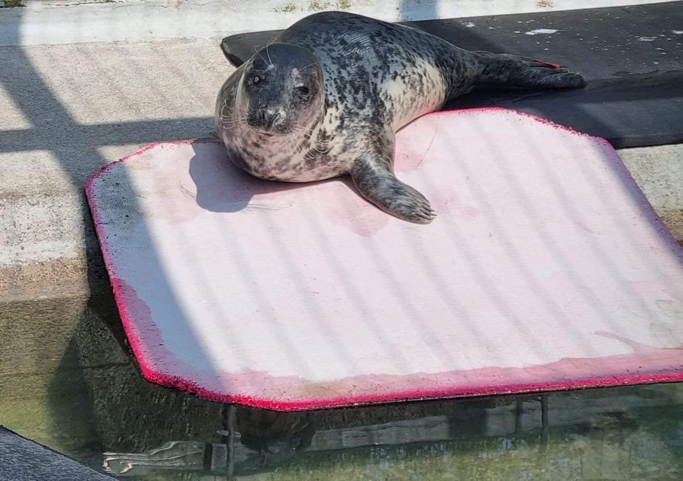 Donut Junkie Seal Set Free After Stint in Rehab