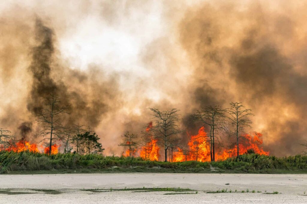 fires threarts tigers in india