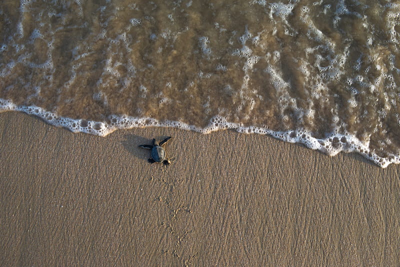 Hatchling green turtle makes its way to the ocean in Oman helped, in part, by sustainable travel