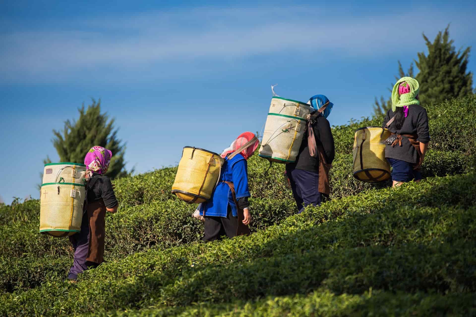 Impoverished tea pickers in Assam, India