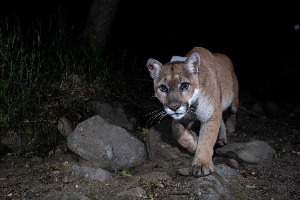 p-22 mountain lion will benefit from wildlife conservation bridge