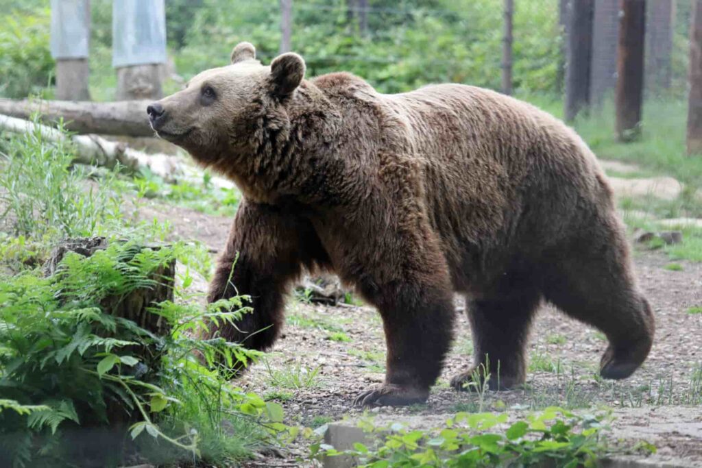 Rescued Bear