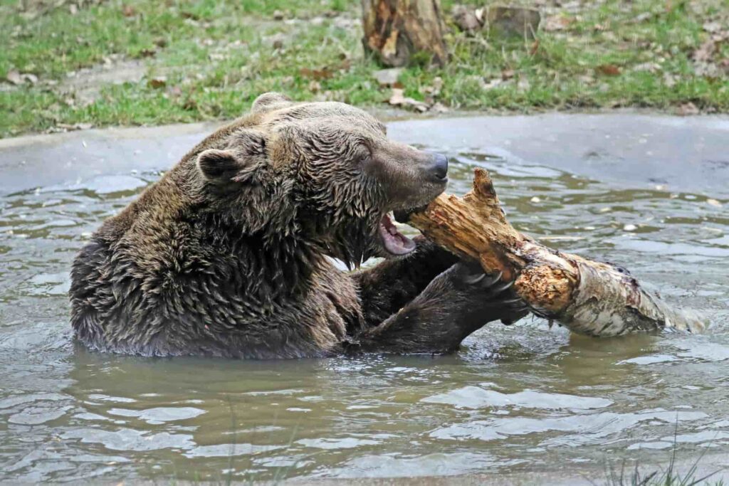 Rescued Bear at the Wildwood Trust in Kent England