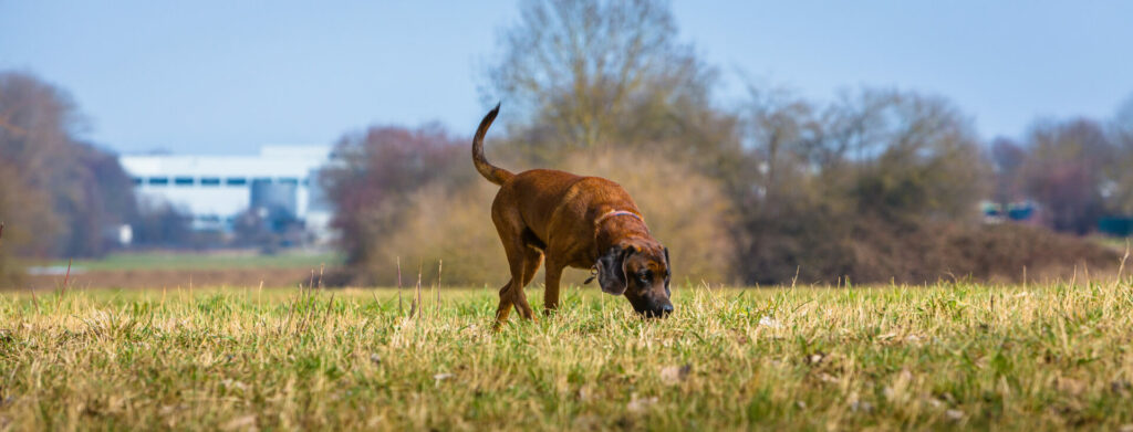 sniffer dog searching in the grass