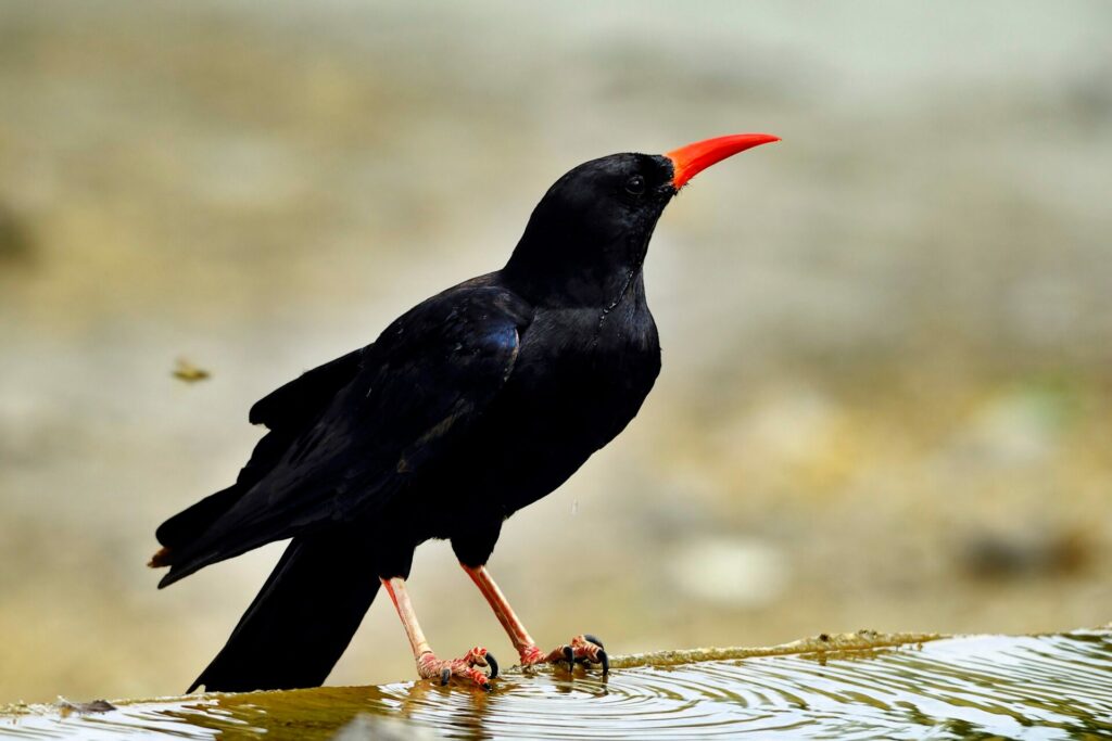 red billed chough perches on water source