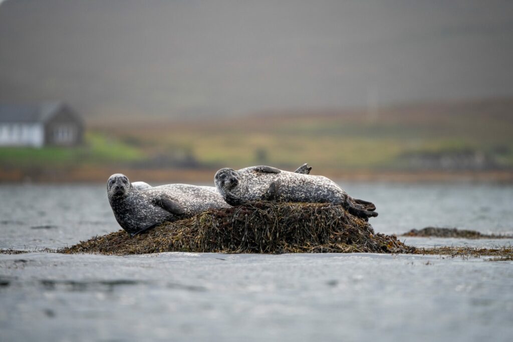 two seals basking on a rock in scotland