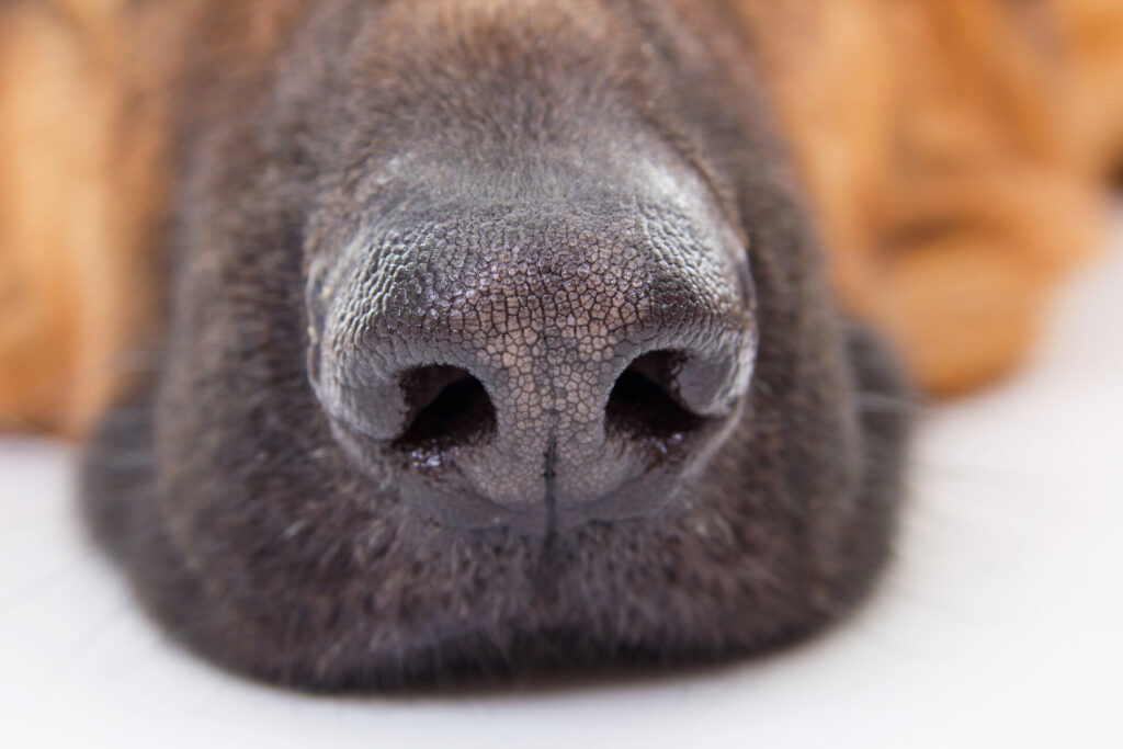 close up f sniffer dog nose