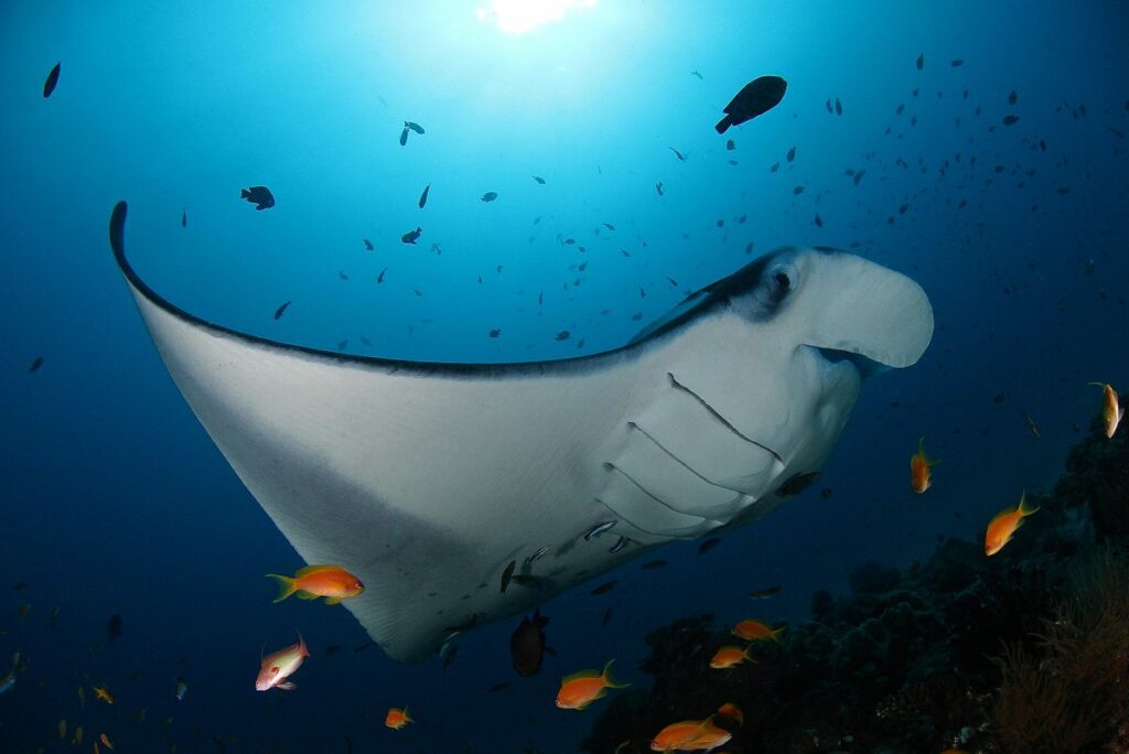 Guests at Soneva Fushi can book in to swim with manta rays