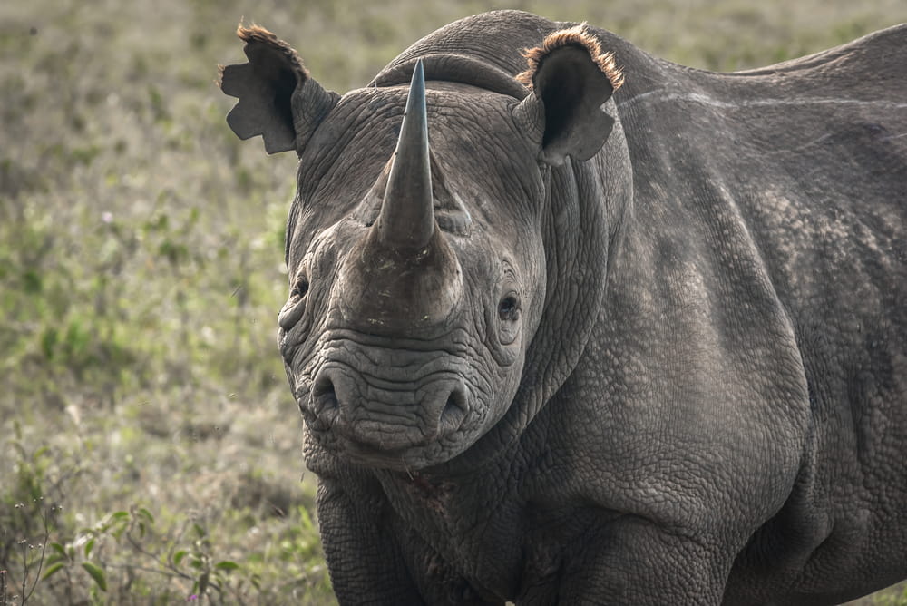 The black rhino is critically endangered as it horn is poached to use in Asian folk remedies