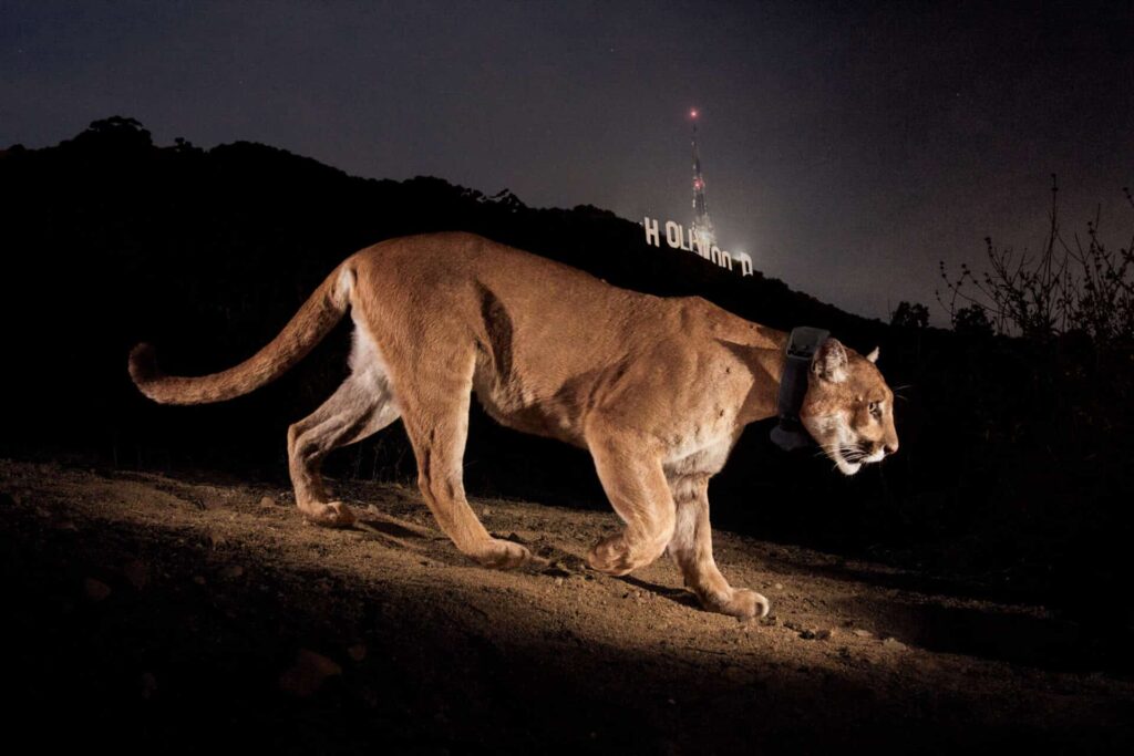 the mountain lion caught on camera in California