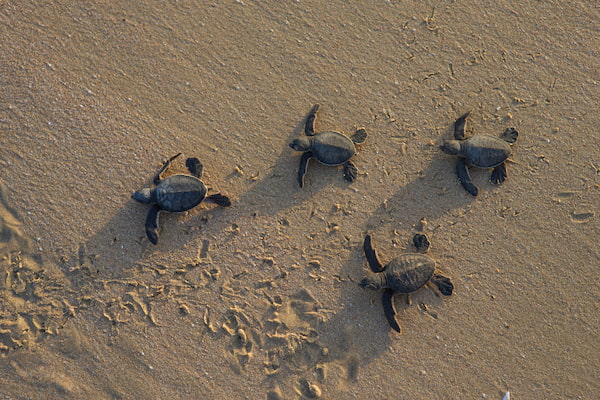 The turtle conservation camp helps protect endangered turtles' breeding programme