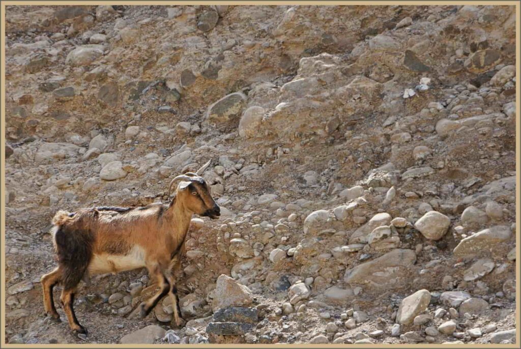 the under threat Arabian tahr goat