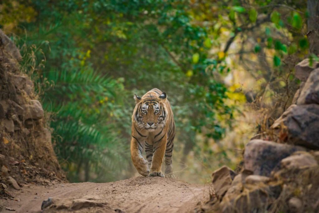 Tigers in india