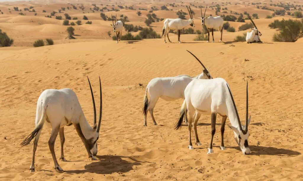 Under threat oryx graze in the arabian desert