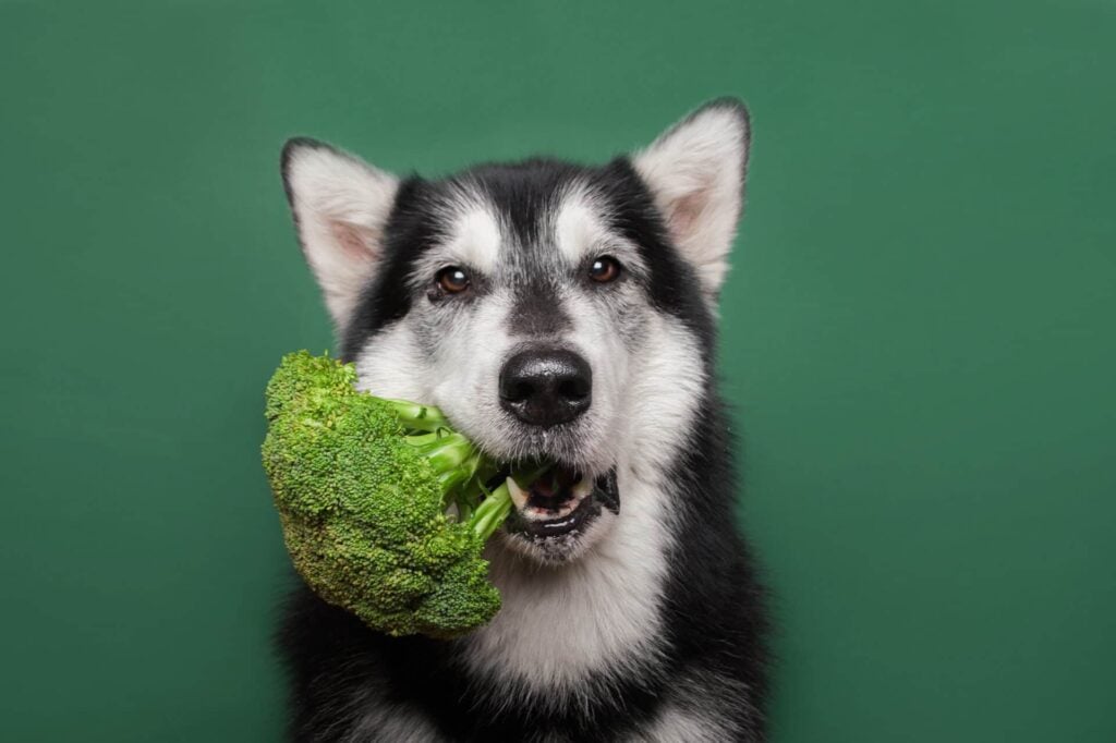 Vegan diets are healthier for dogs