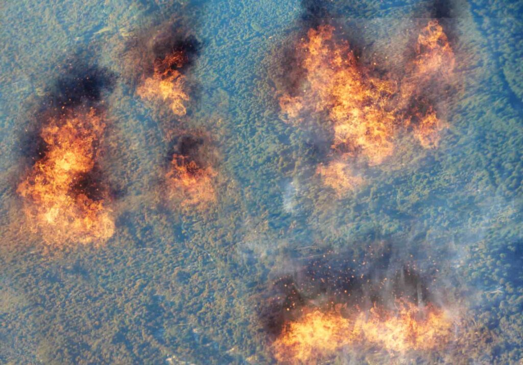 16 per cent of the region’s remaining forests will likely burn by 2050