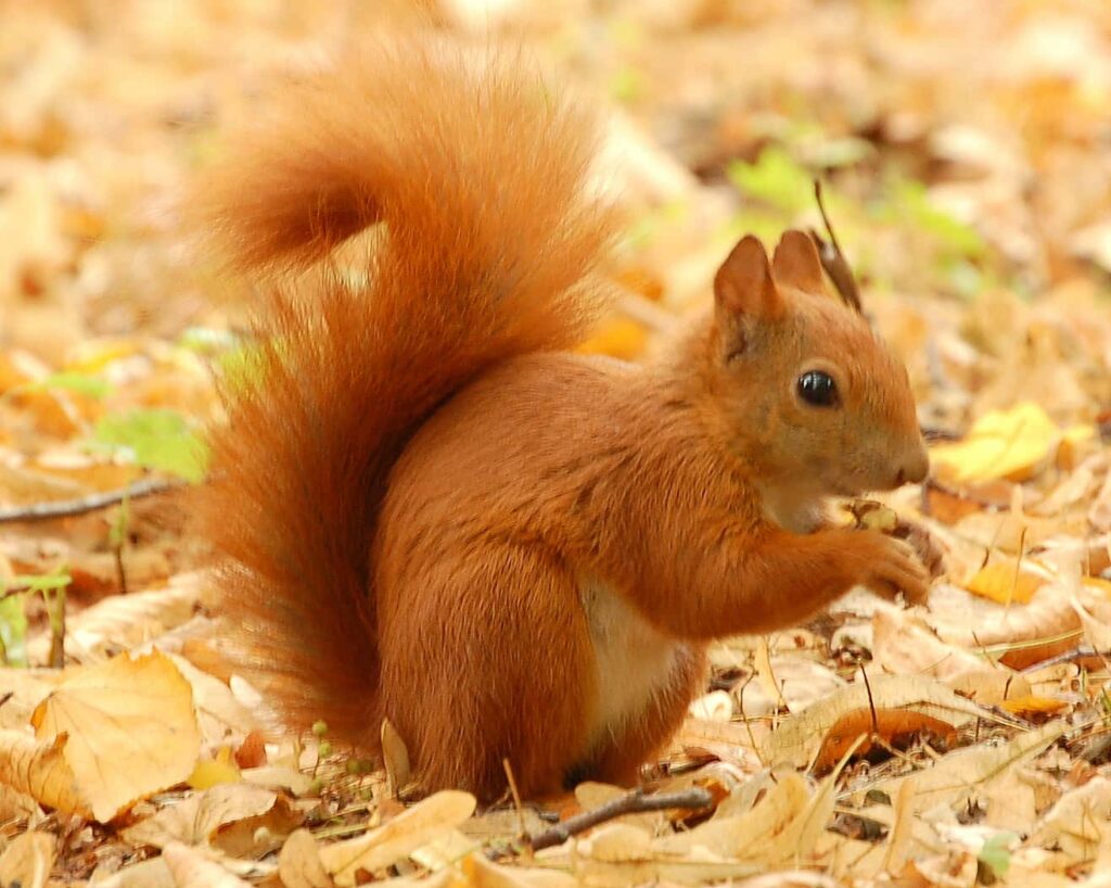 75 per cent of the UK’s red squirrel population live in Scottish forests