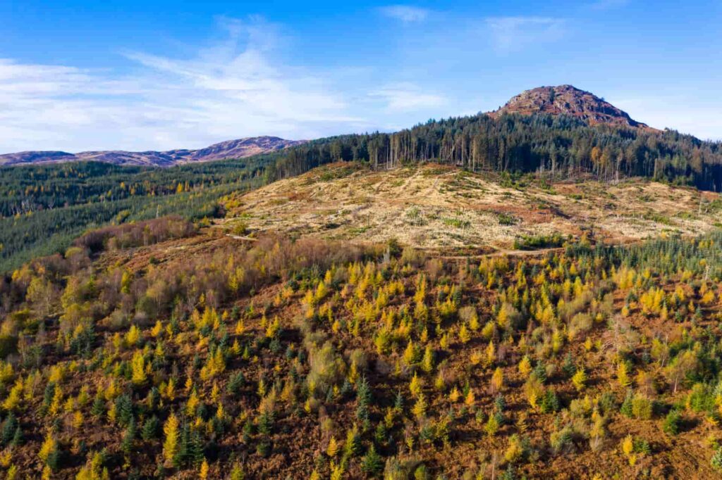 80 per cent of of Scots support the country's reforestation.