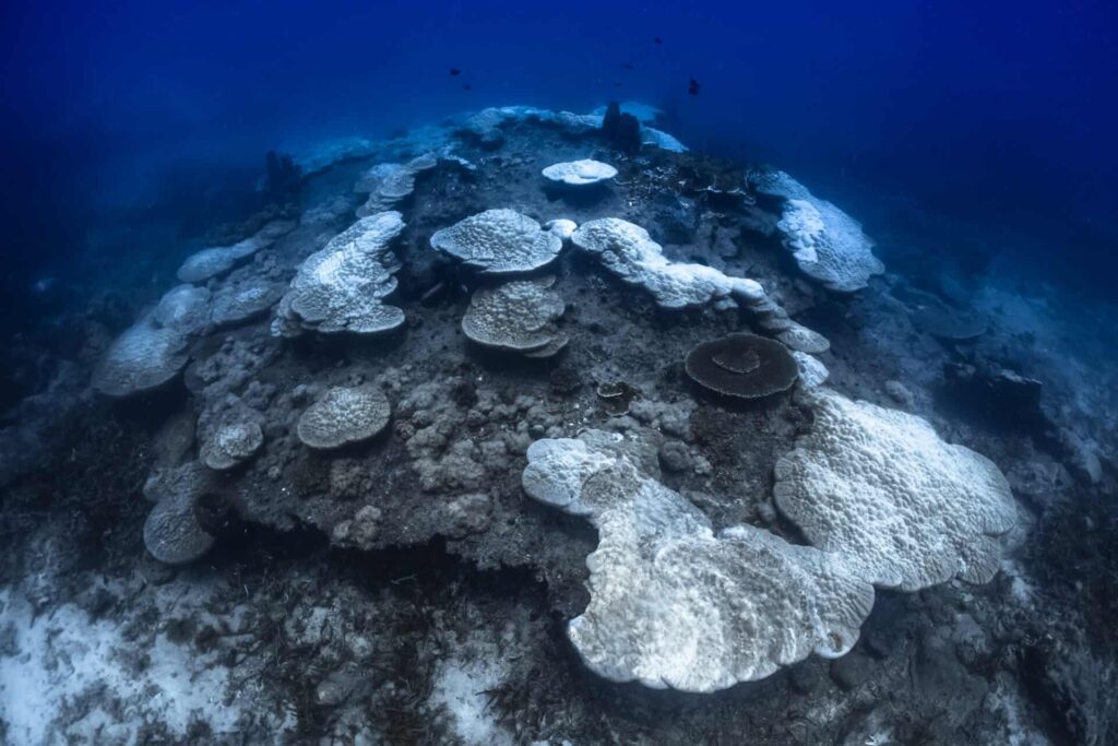 A Devastating 91 per cent of the Great Barrier Reef Suffers Coral Bleaching
