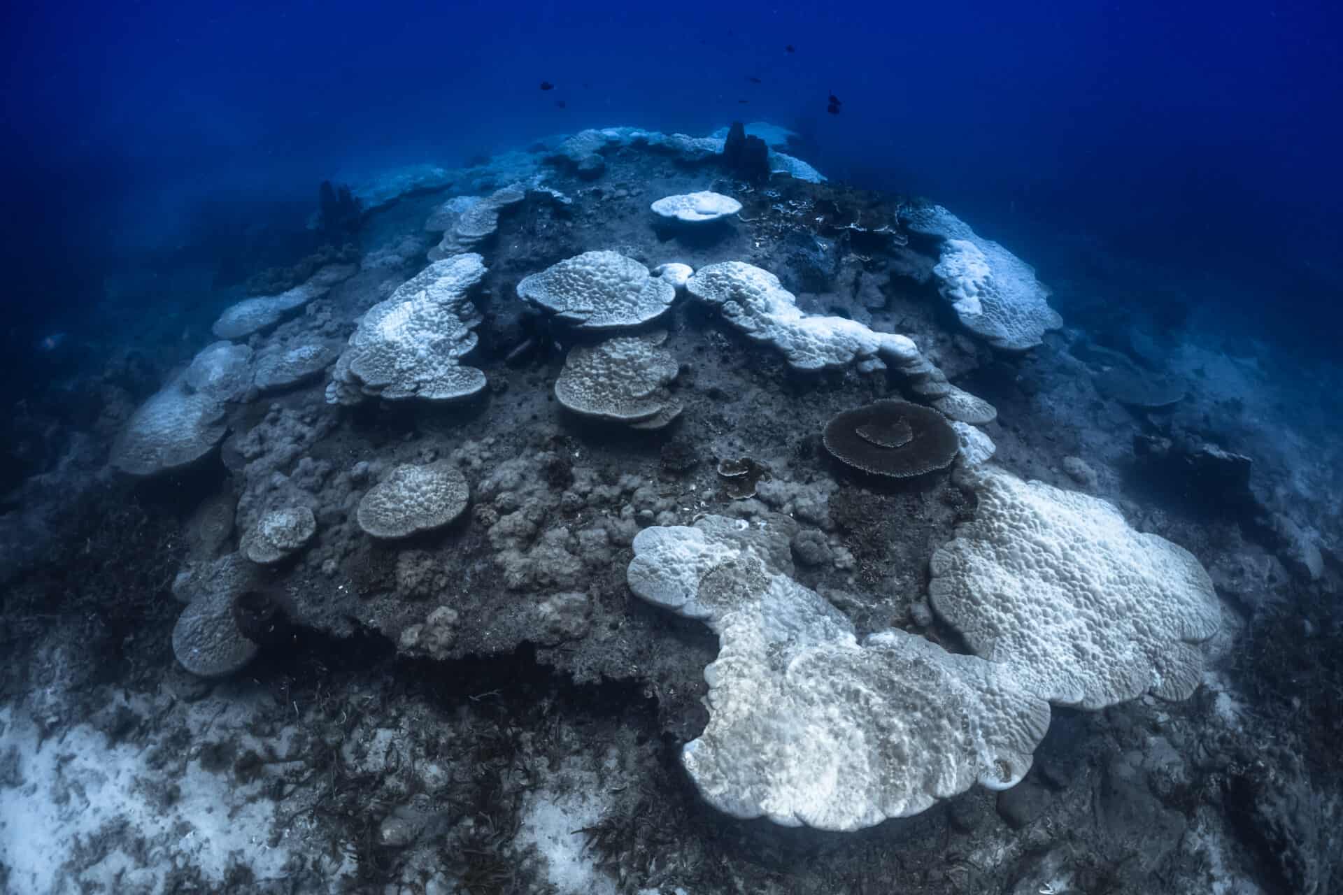 A Devastating 91 per cent of the Great Barrier Reef Suffers Coral Bleaching