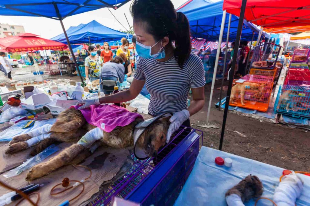 a volunteer is tending to a rescued dog bound for Yulin