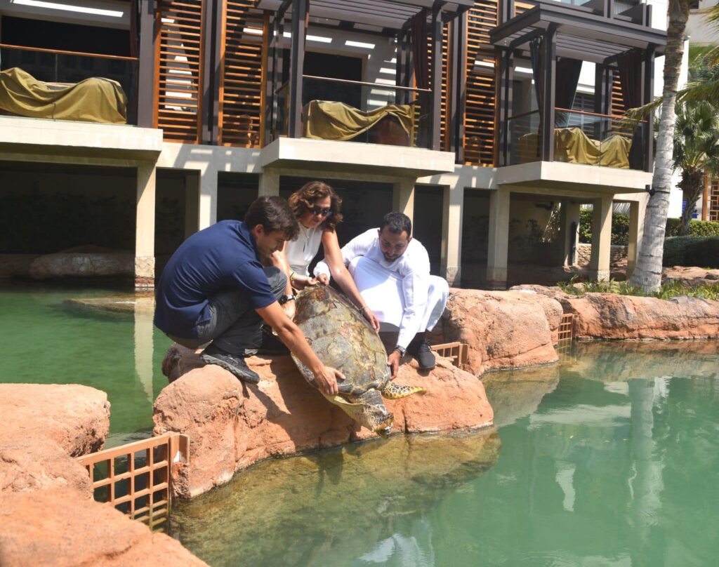 The Turtle sheikh helps to guide a sea turtle into a rehabilitation lake 