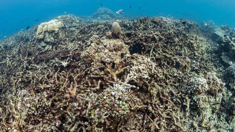 Bleached coral in the Great Barrier Reef can be brought back from the dead if the temperature of the sea isn't too high