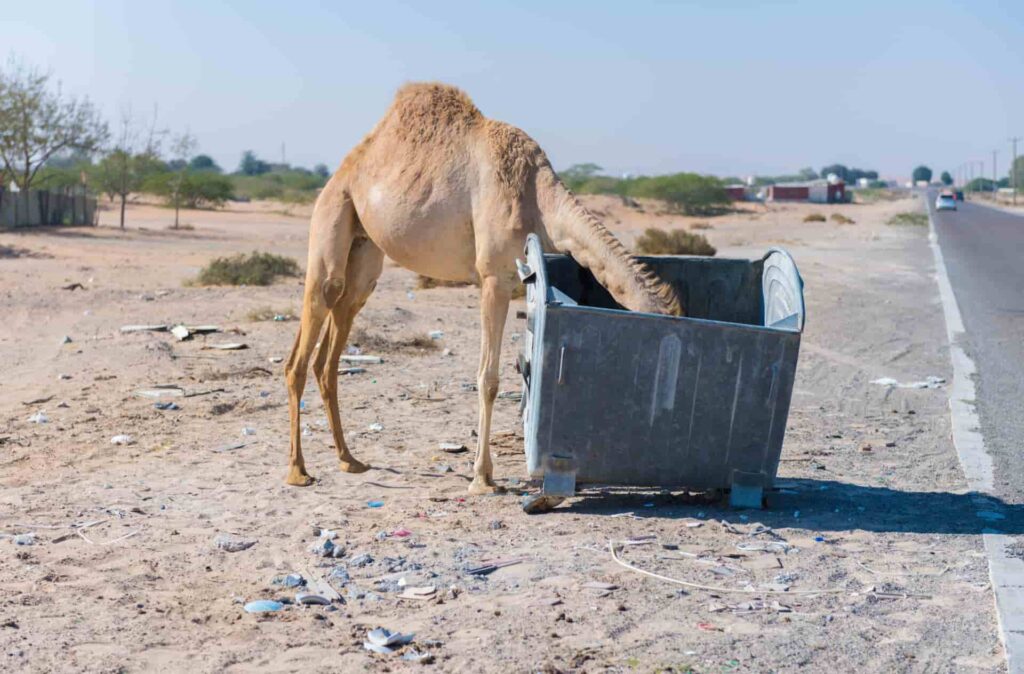 camels eating plastic