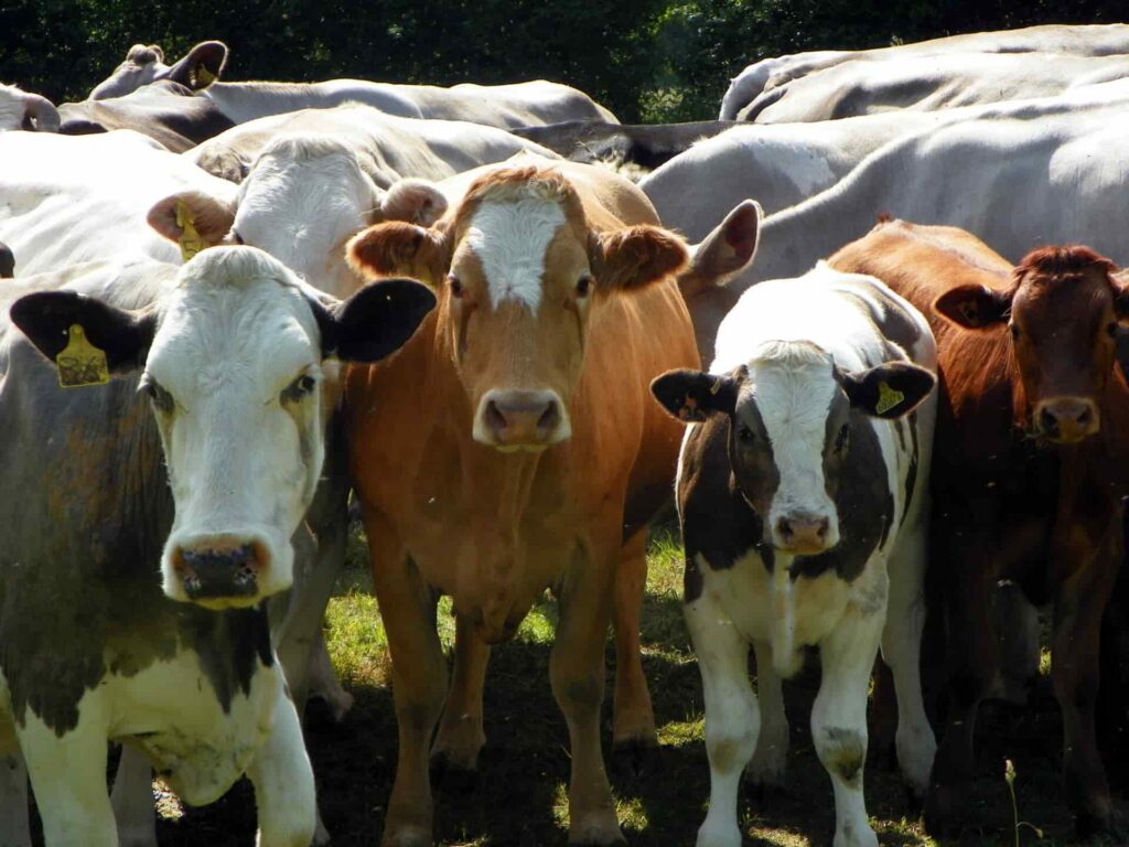 Dairy ingredients are responsible for more than 50 per cent of our greenhouse emissions