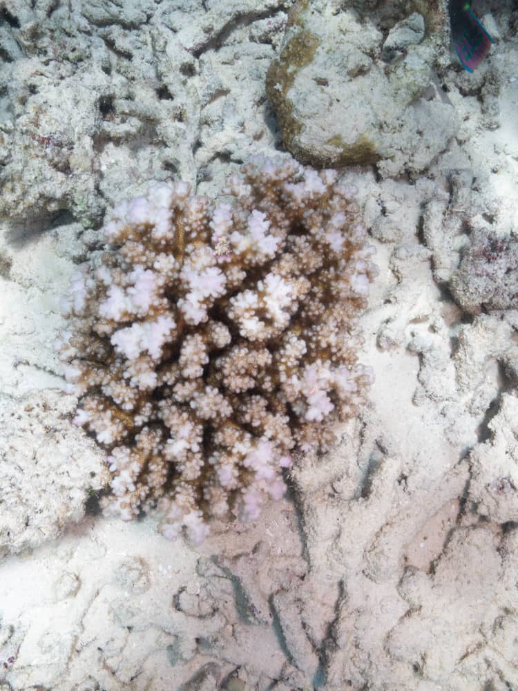 Dead bleached coral in the Great Barrier Reef