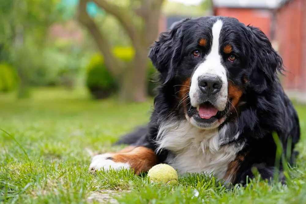 dogs love old tennis balls