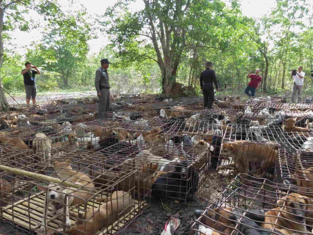 dogs in cages seized on their way to yulin