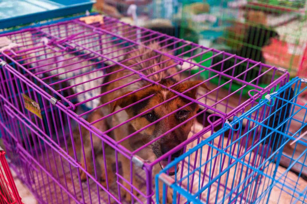Dogs rescued from trucks en route to the Yulin Festival are often sick and injured.