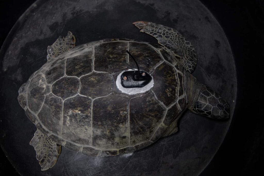 Farah the turtle needed a flipper amputated after getting caught on a fishing line
