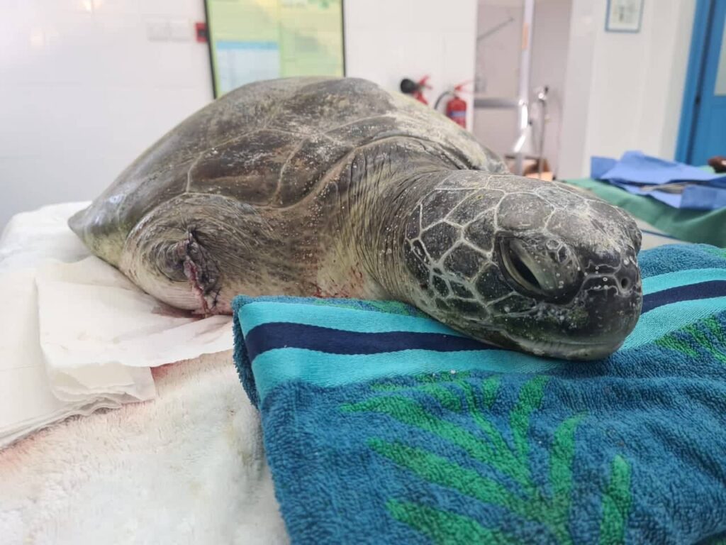 Farah the turtle recovering after needing flipper amputated after it was caught in fishing line
