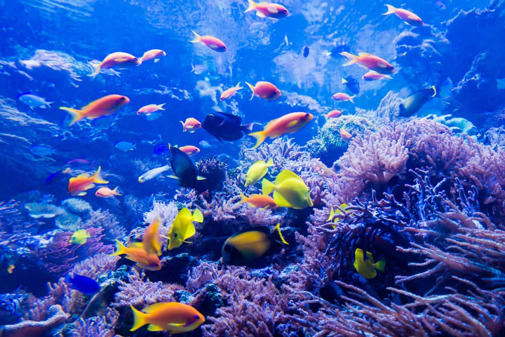 Great Barrier Reef is a vibrant, colourful home to marine life when it's healthy