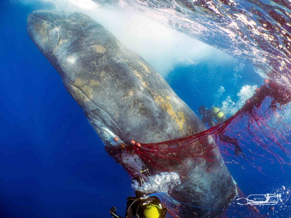 humpback whale