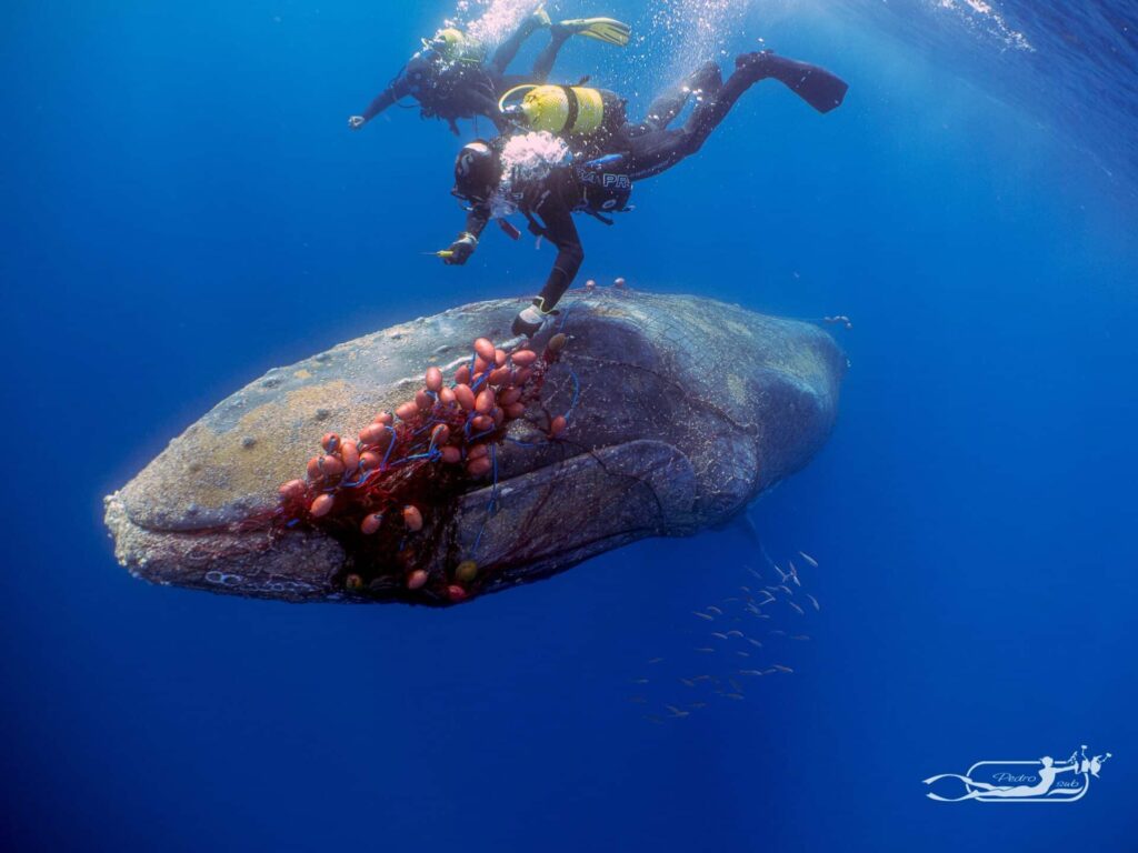 A humpback whale freed from illegal fishing nets off Mallorca has died
