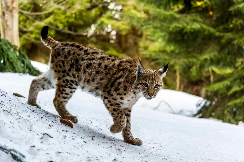 Lynx walking in snowy woodland