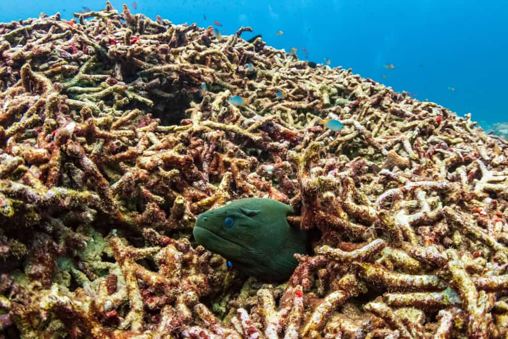 mass coral bleaching in the Great Barrier Reef