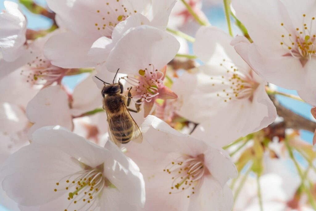 Pheromones help bees find food or water