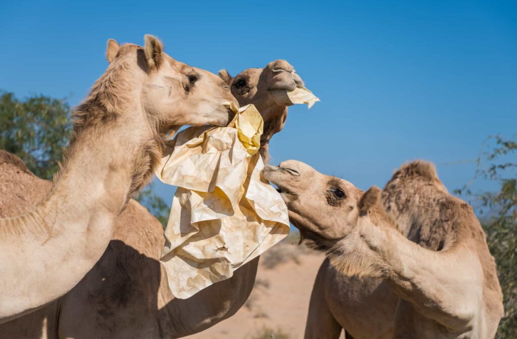 Plastic Pollution is killing camels