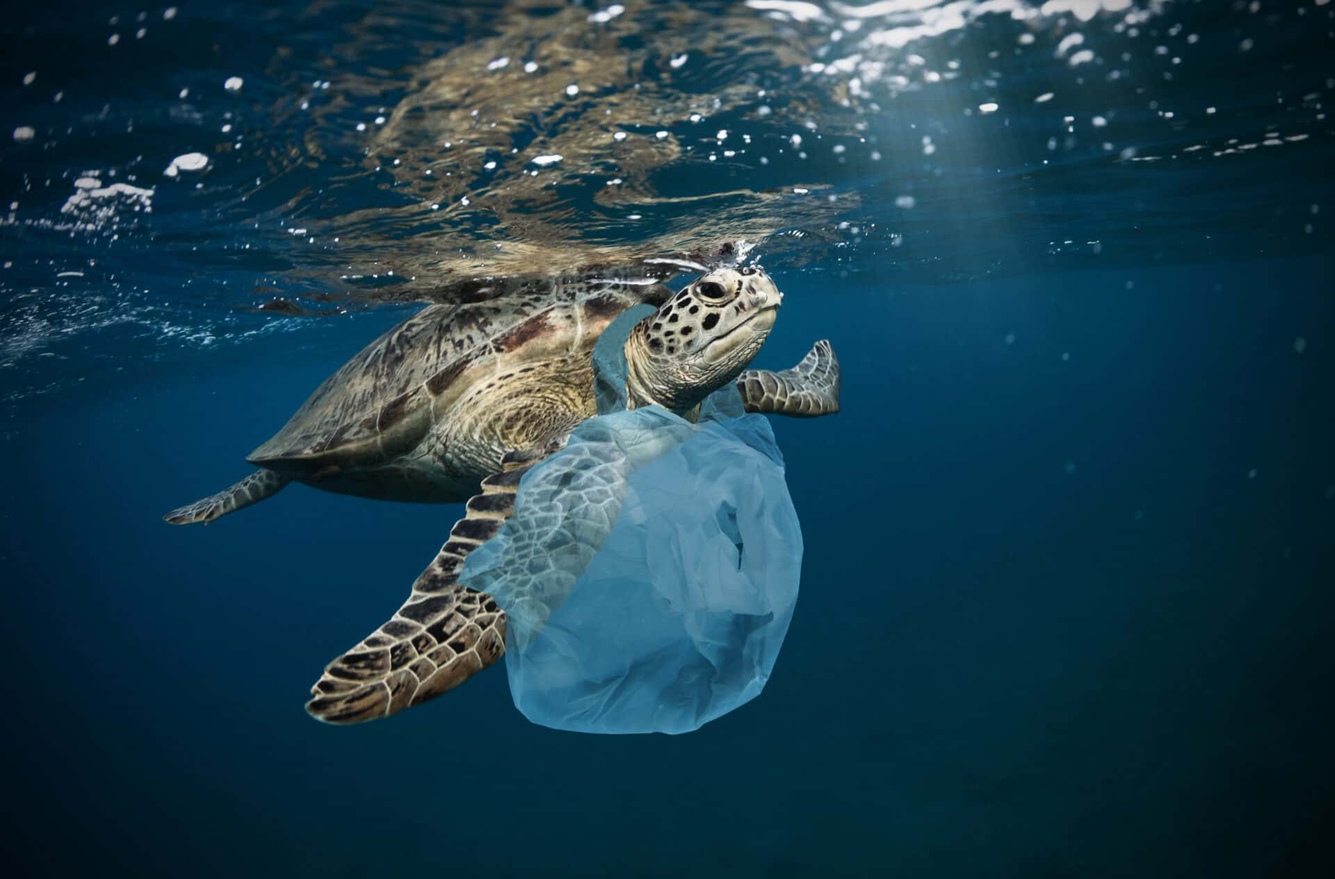 Polluted Turtles The Turtle Sheikh Saving One Of The World’s Oldest Species